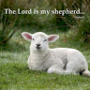 Meet your Posher, Heavenly sheep hugs